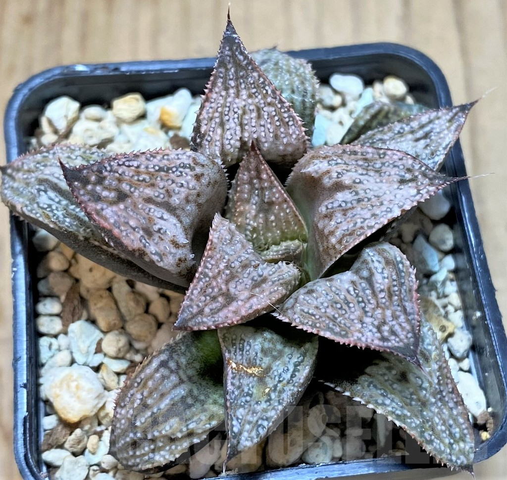 SHPR38445 Haworthia splendens ‘Princess Kazunomiya’
