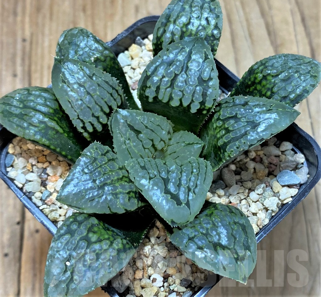 SHPR38446 Haworthia comptoniana 'Marilyn'