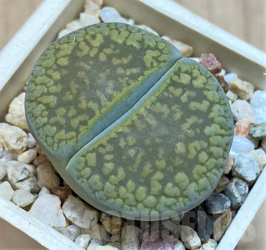 SHPR38448 Lithops aucampiae 'Jackson's Jade' C395