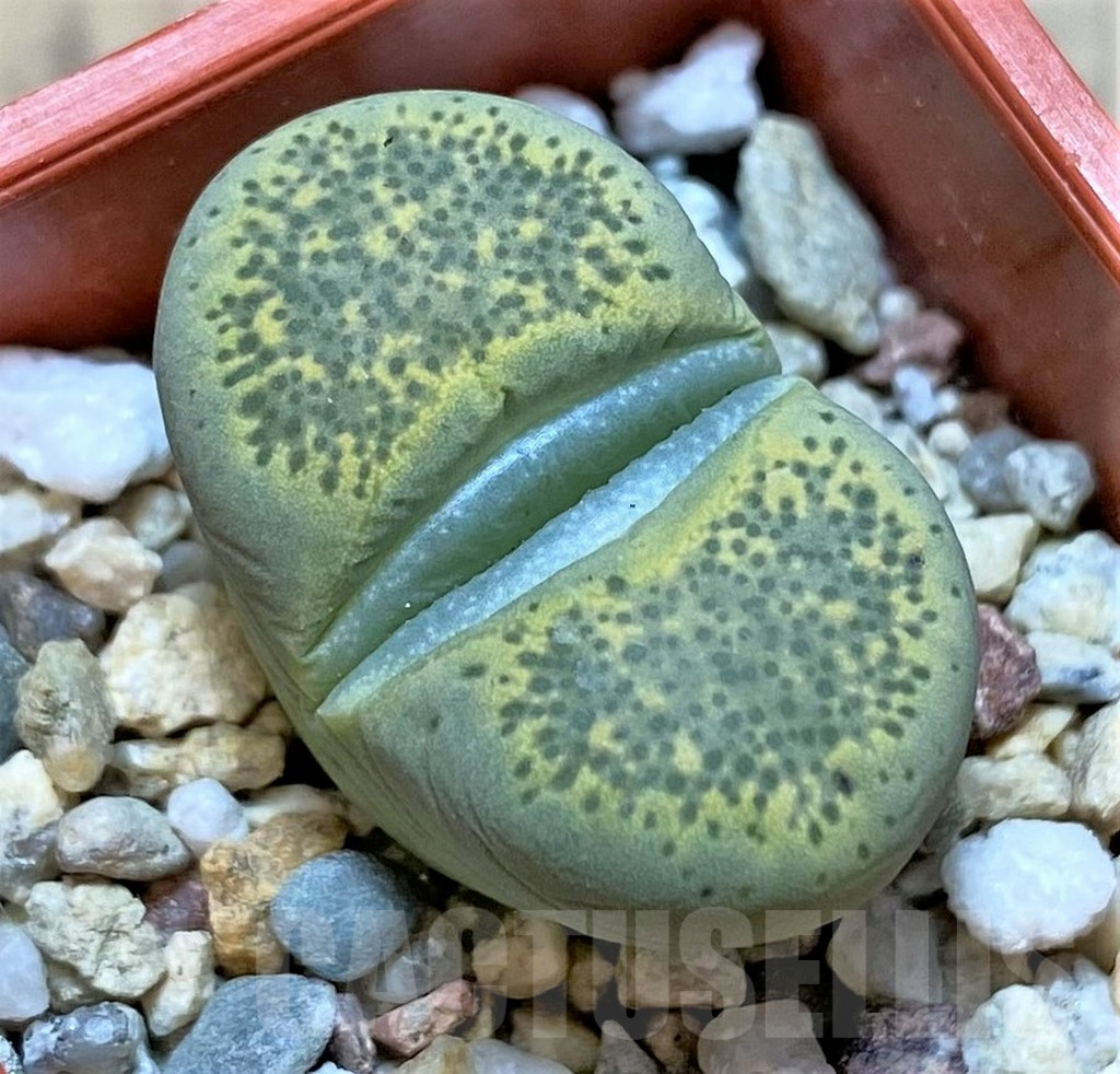 SHPR38449 Lithops terricolor 'Speckled Gold' C345A