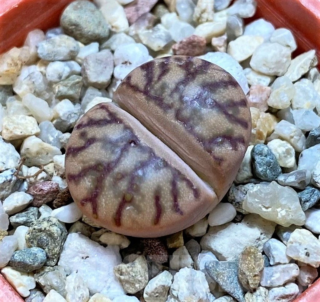 SHPR38451 Lithops bromfieldii ‘Red Coral’