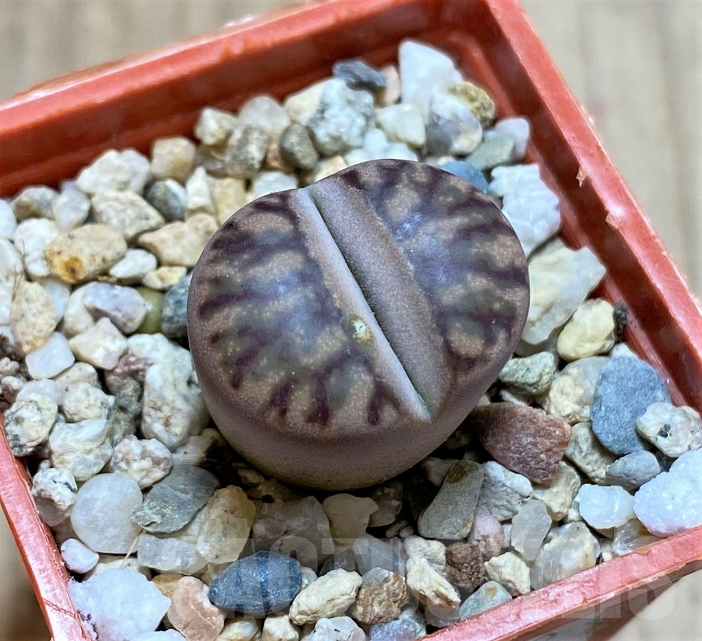 SHPR38452 Lithops bromfieldii ‘Red Coral’