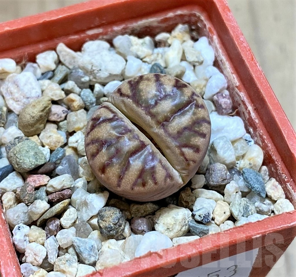 SHPR38453 Lithops bromfieldii ‘Red Coral’