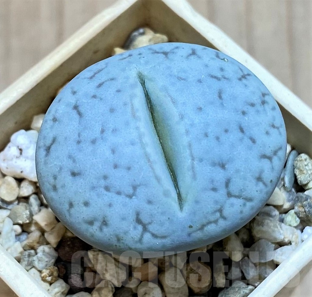 SHPR38454 Lithops pseudotruncatella v. volkii