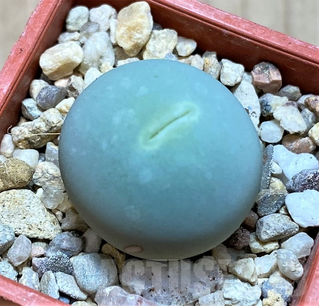 SHPR38455 Conophytum calculus