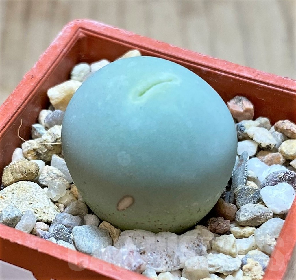 SHPR38455 Conophytum calculus - immagine 2