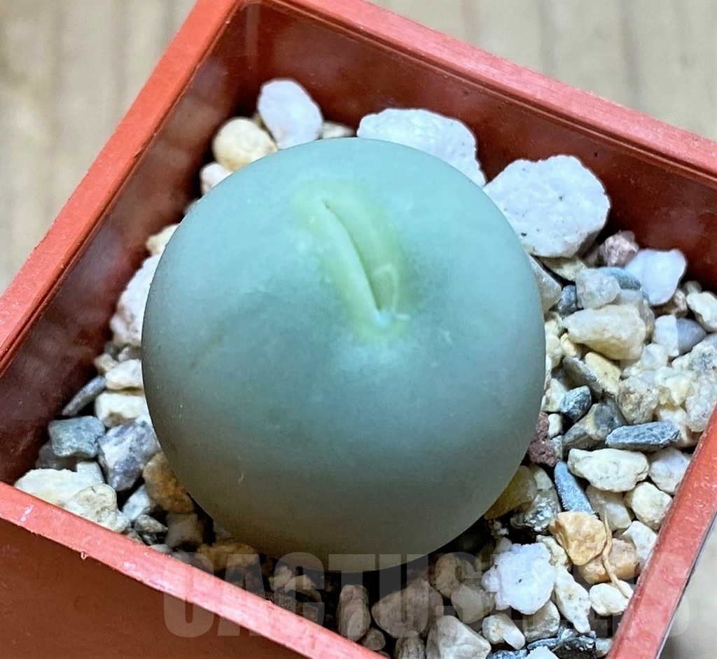 SHPR38456 Conophytum calculus