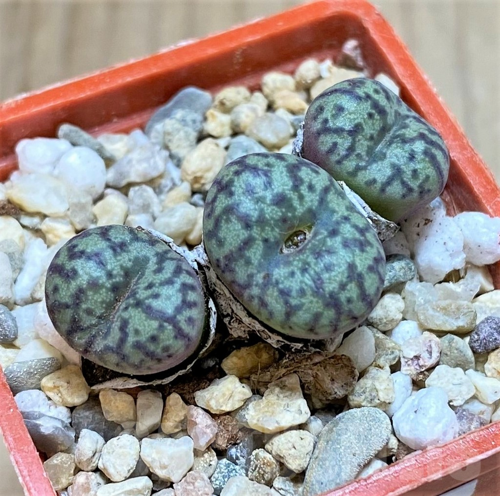 SHPR38457 Conophytum obcordellum