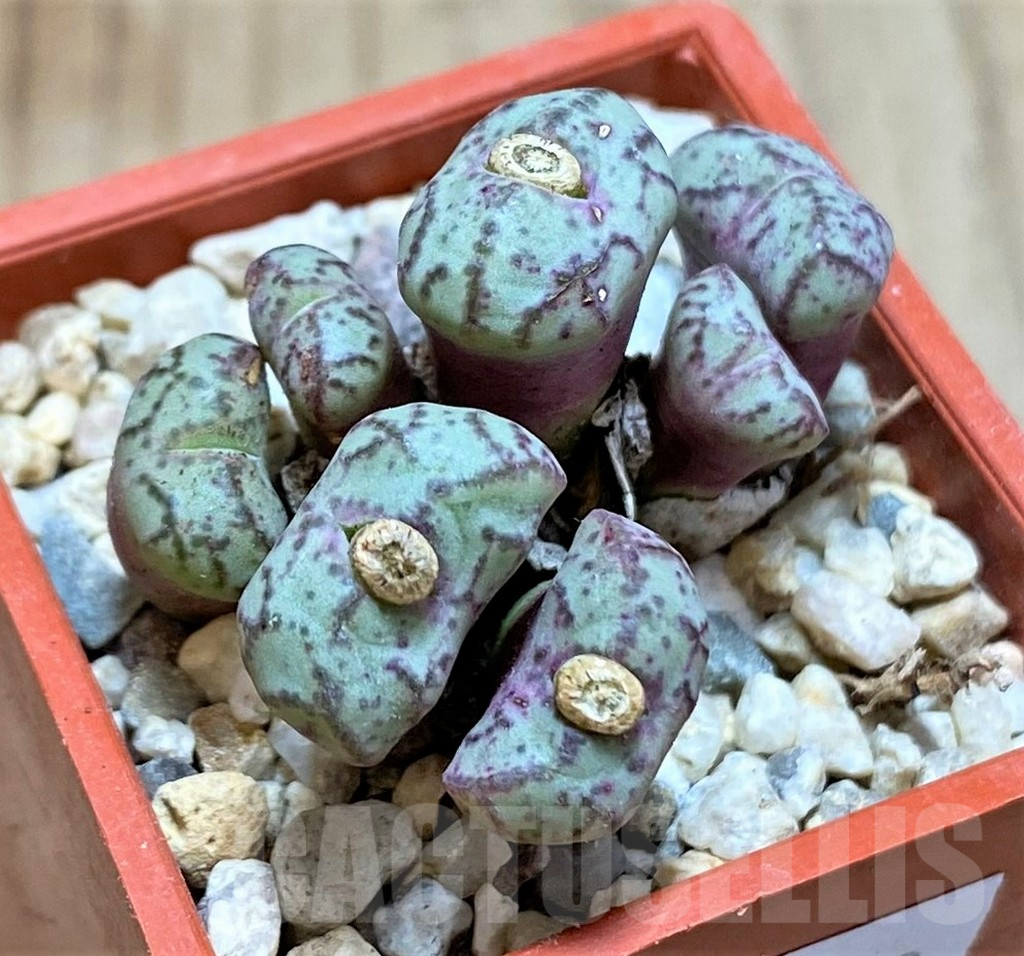 SHPR38458 Conophytum obcordellum