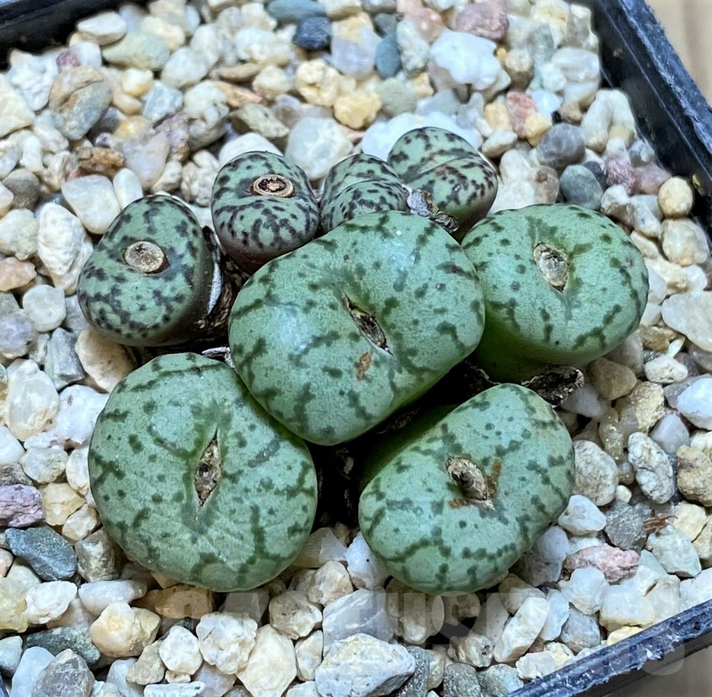 SHPR38460 Conophytum obcordellum mix - Image 2