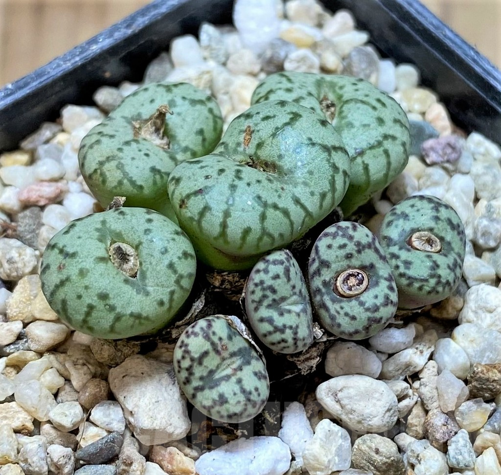 SHPR38460 Conophytum obcordellum mix