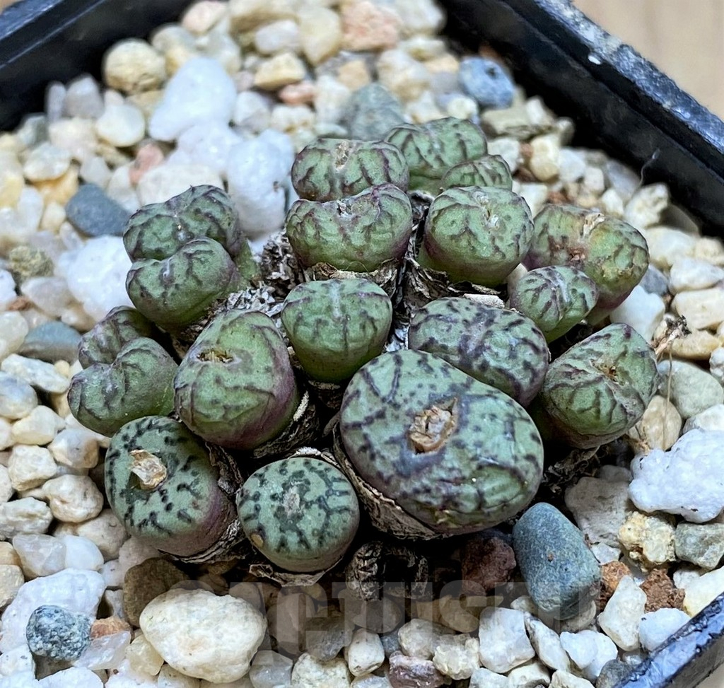 SHPR38461 Conophytum obcordellum mix