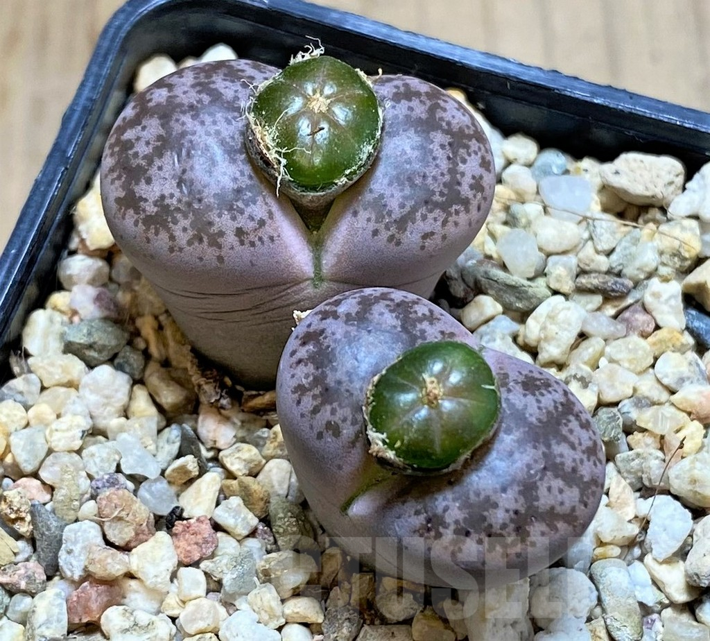 SHPR38462 Lithops coleorum