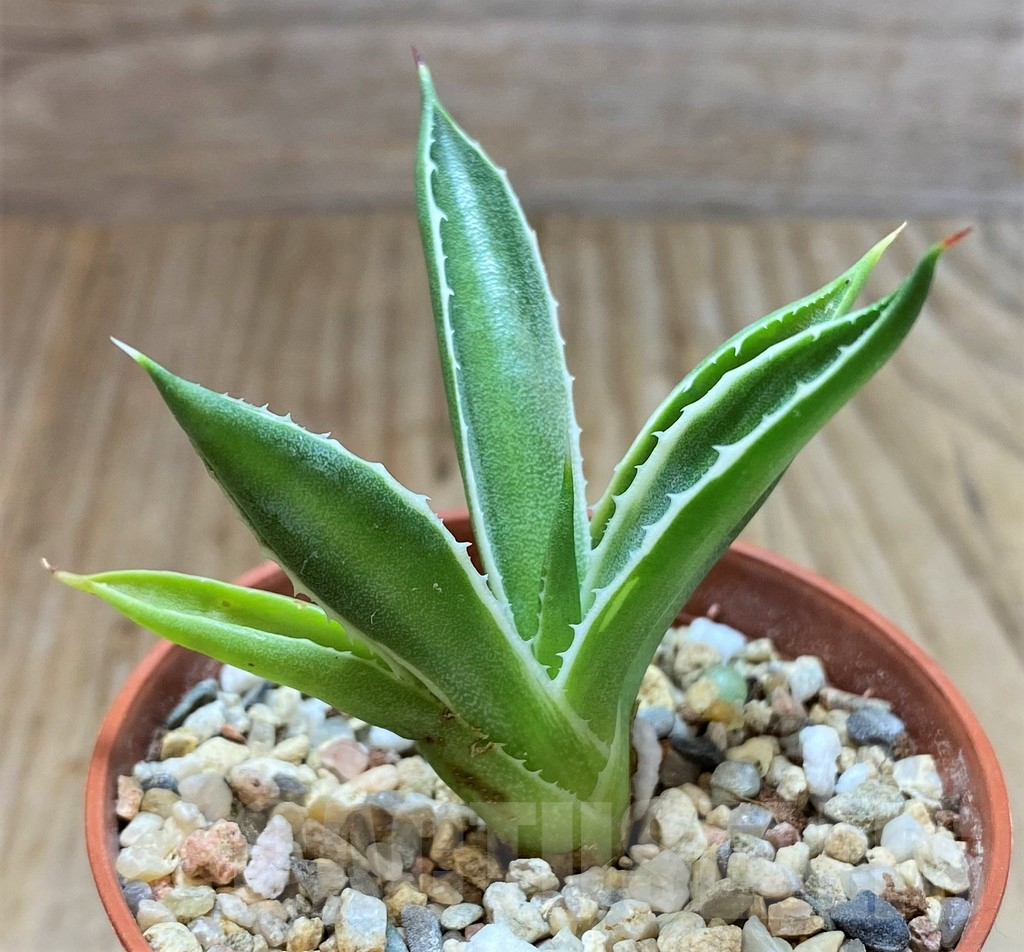 SHPR38463 Agave 'Cubic' f. variegata - Obrázek 2