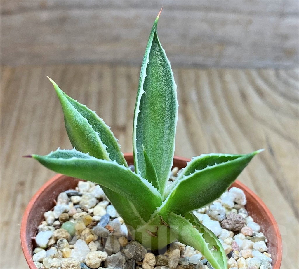 SHPR38463 Agave 'Cubic' f. variegata