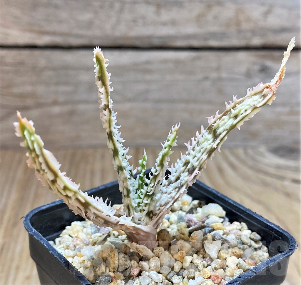 SHPR38466 Aloe TCT hybrid