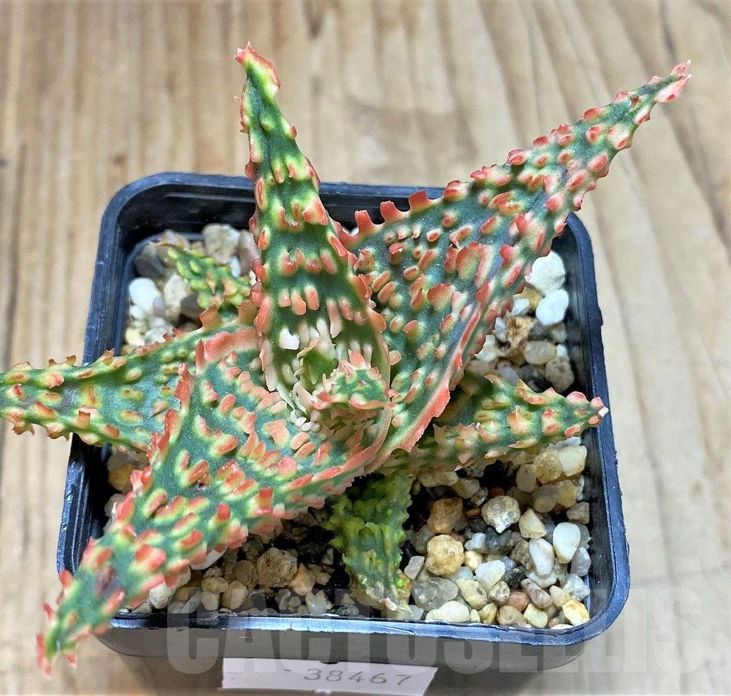 SHPR38467 Aloe TCT hybrid - immagine 2