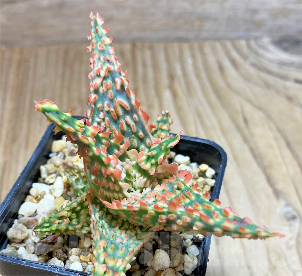 SHPR38467 Aloe TCT hybrid