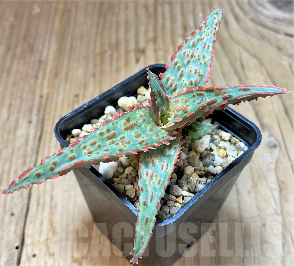 SHPR38468 Aloe TCT hybrid - immagine 2