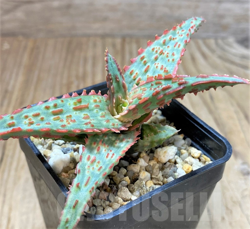 SHPR38468 Aloe TCT hybrid