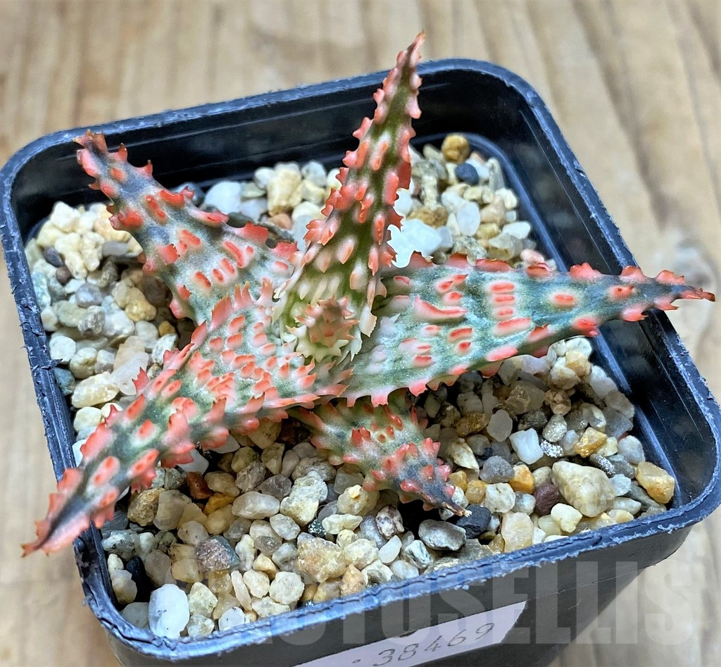 SHPR38469 Aloe TCT hybrid - Image 2