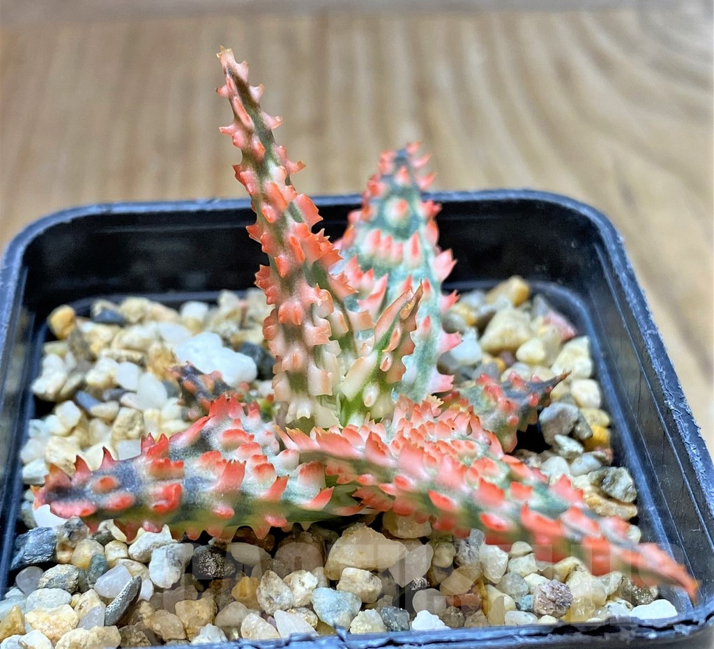 SHPR38469 Aloe TCT hybrid