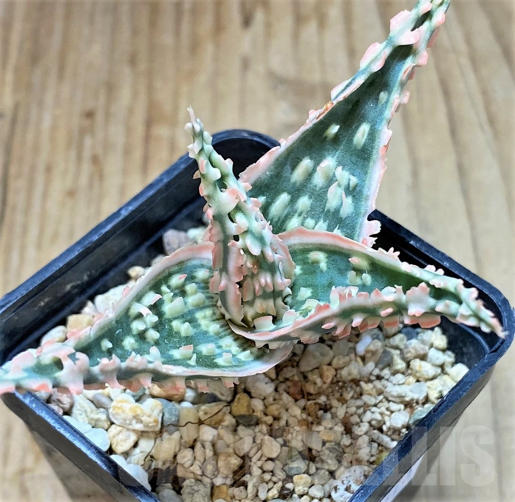 SHPR38470 Aloe TCT hybrid - Image 2