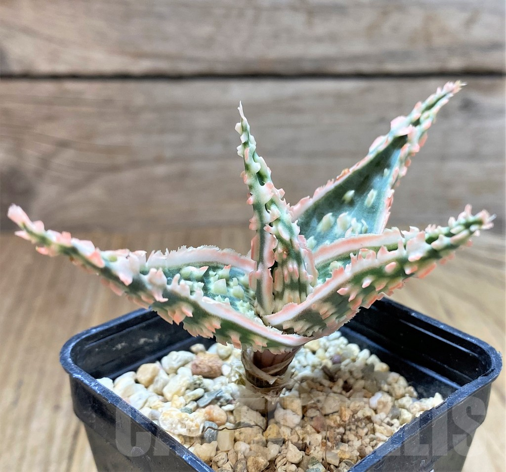 SHPR38470 Aloe TCT hybrid