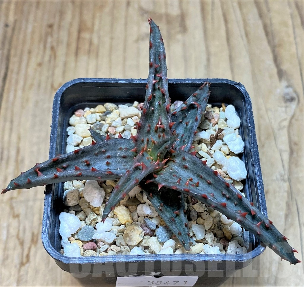 SHPR38471 Aloe castilloniae hybrid - Image 2
