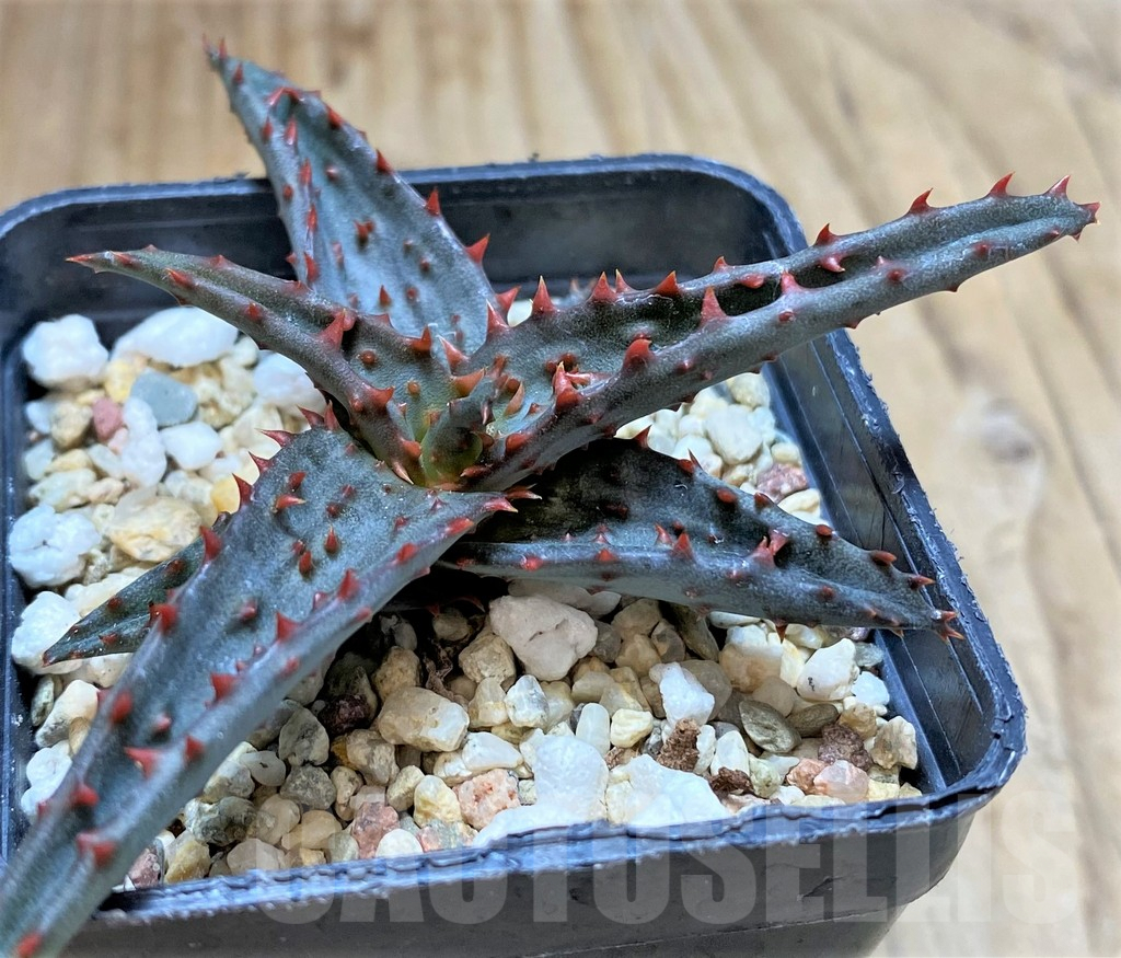 SHPR38471 Aloe castilloniae hybrid