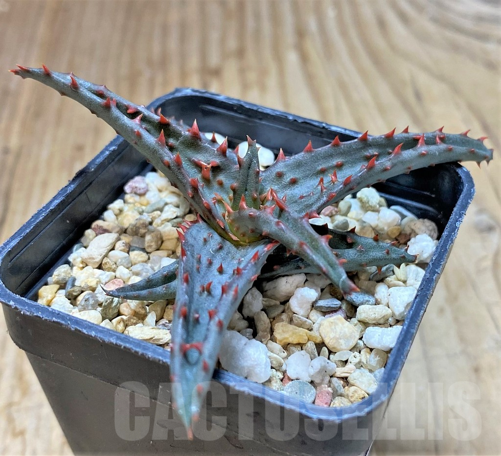 SHPR38471 Aloe castilloniae hybrid - Image 3