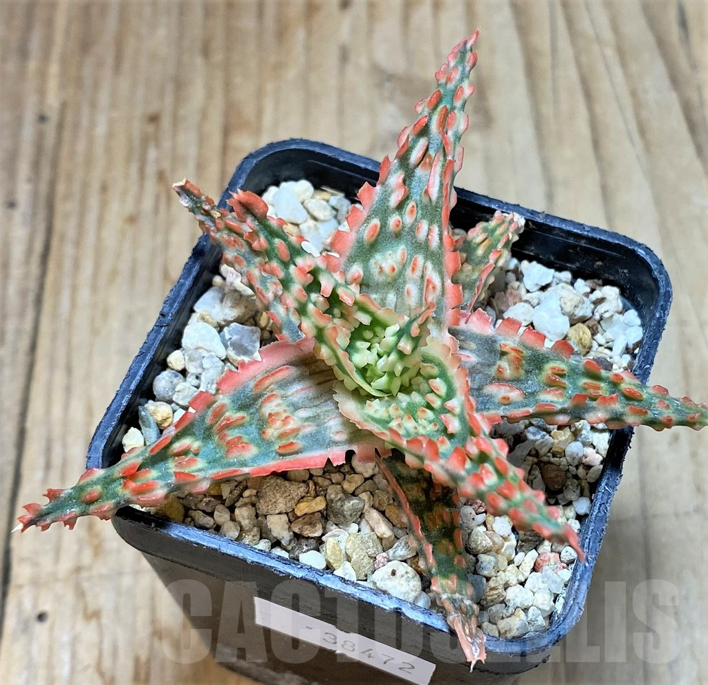 SHPR38472 Aloe TCT hybrid – Bild 2