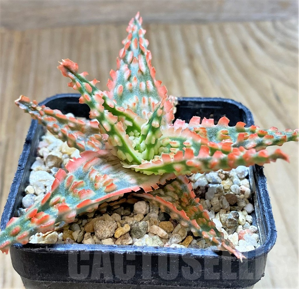 SHPR38472 Aloe TCT hybrid