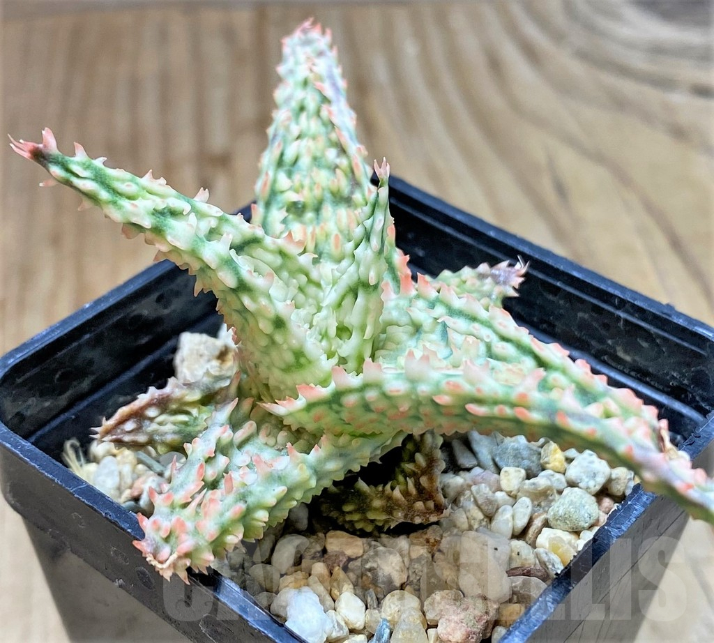 SHPR38473 Aloe TCT hybrid