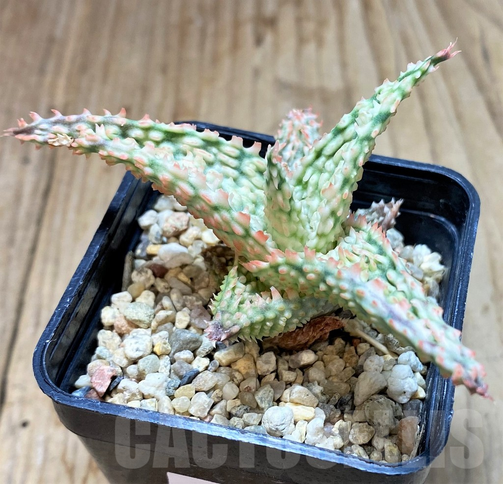 SHPR38473 Aloe TCT hybrid - Image 2
