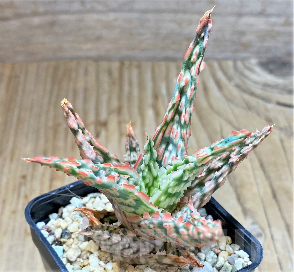 SHPR38474 Aloe TCT hybrid - Image 2