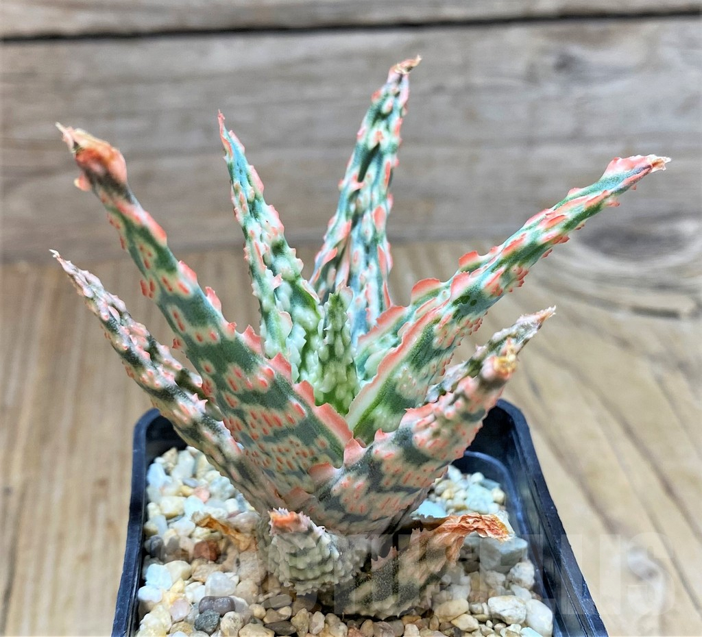 SHPR38474 Aloe TCT hybrid
