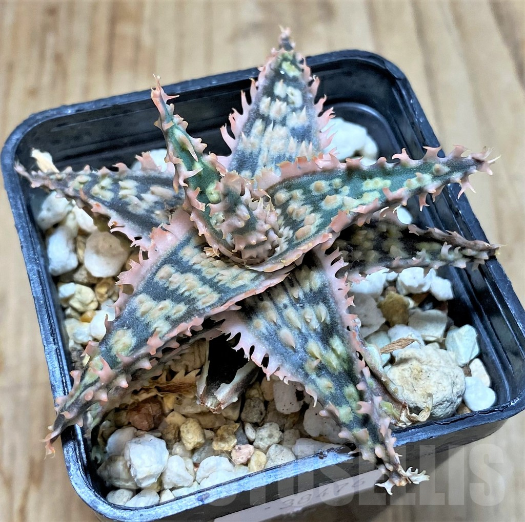 SHPR38476 Aloe TCT hybrid - Image 2