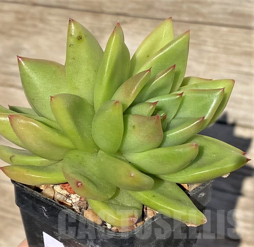 SHPR38573 Echeveria agavoides hybrid - Image 2