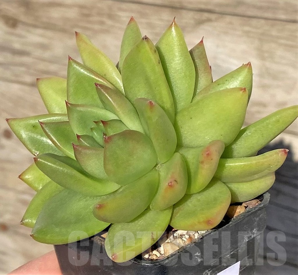 SHPR38573 Echeveria agavoides hybrid