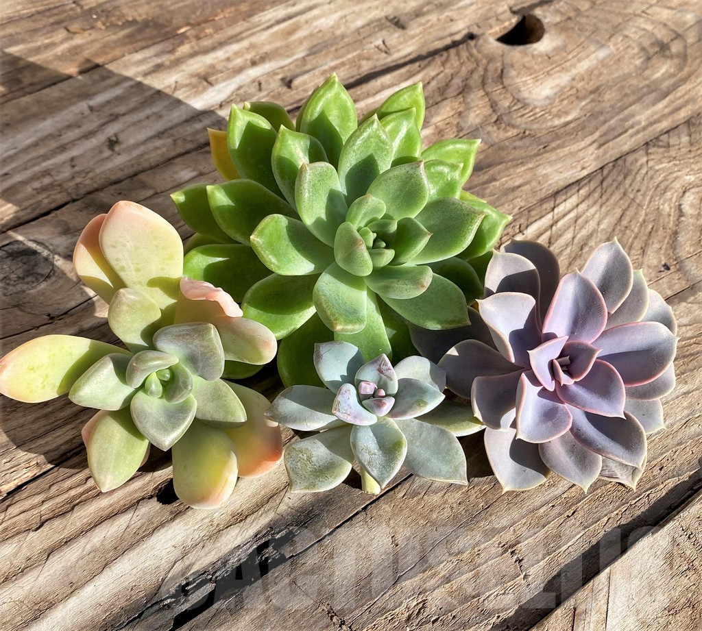 SHPR38591 Succulents mix, cuted - 画像 (2)