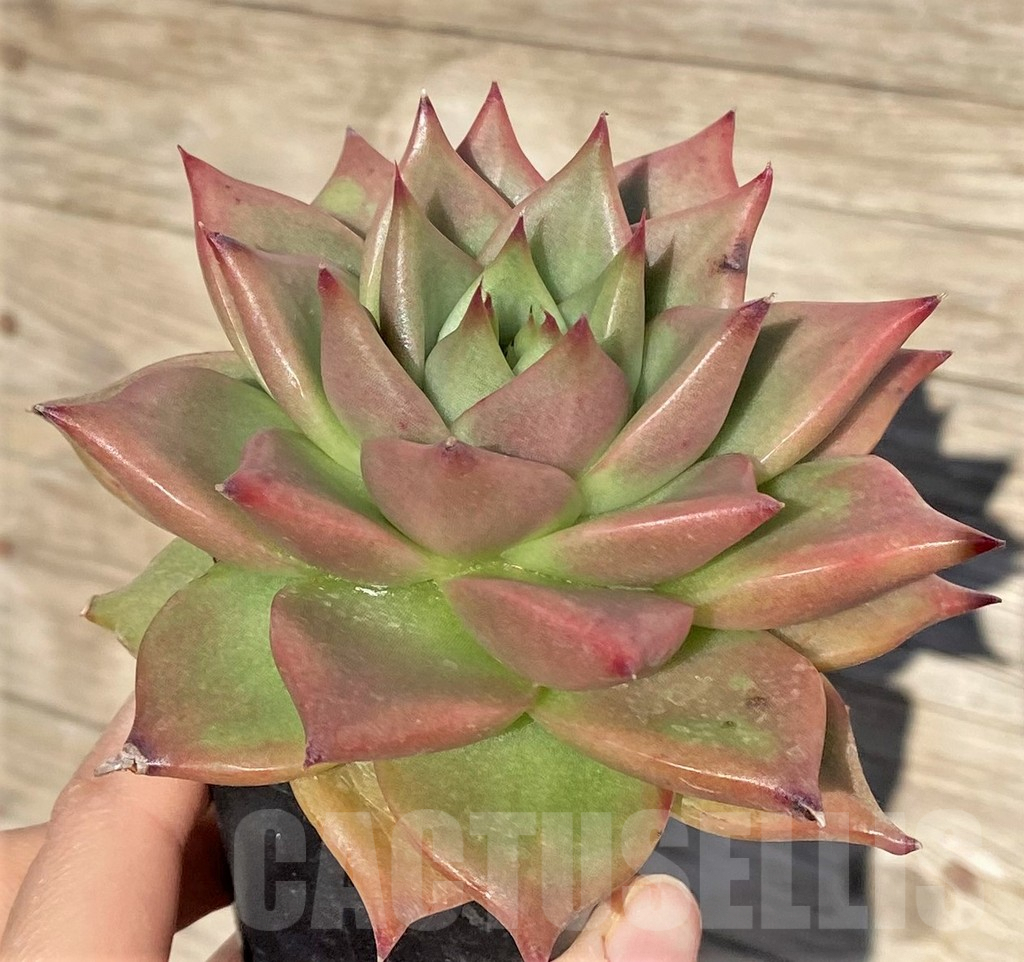 SHPR38575 Echeveria agavoides hybrid - 画像 (2)