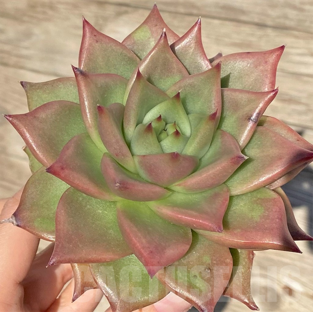 SHPR38575 Echeveria agavoides hybrid