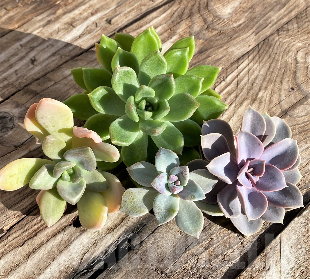 SHPR38591 Succulents mix, cuted