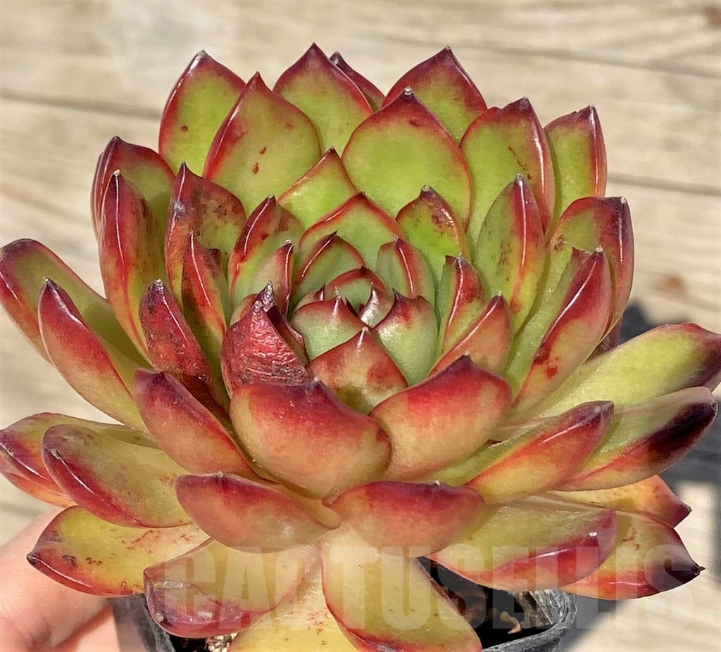 SHPR38580 Echeveria pulidonis hybrid - 画像 (2)
