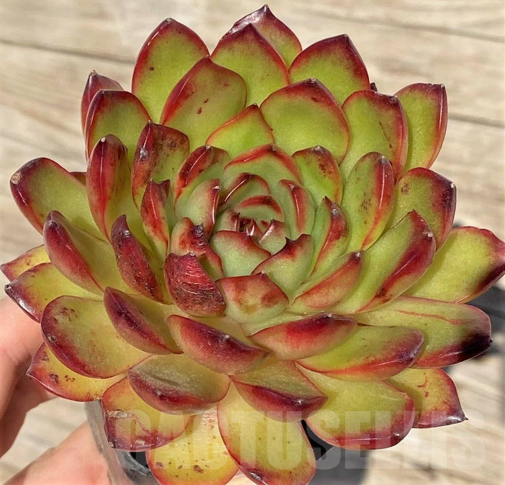 SHPR38580 Echeveria pulidonis hybrid