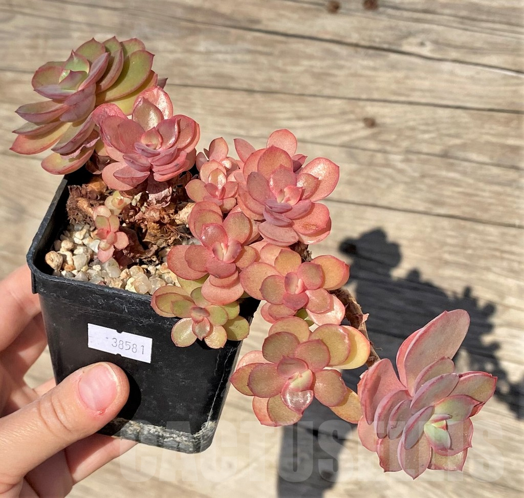 SHPR38581 Echeveria 'Suyon'