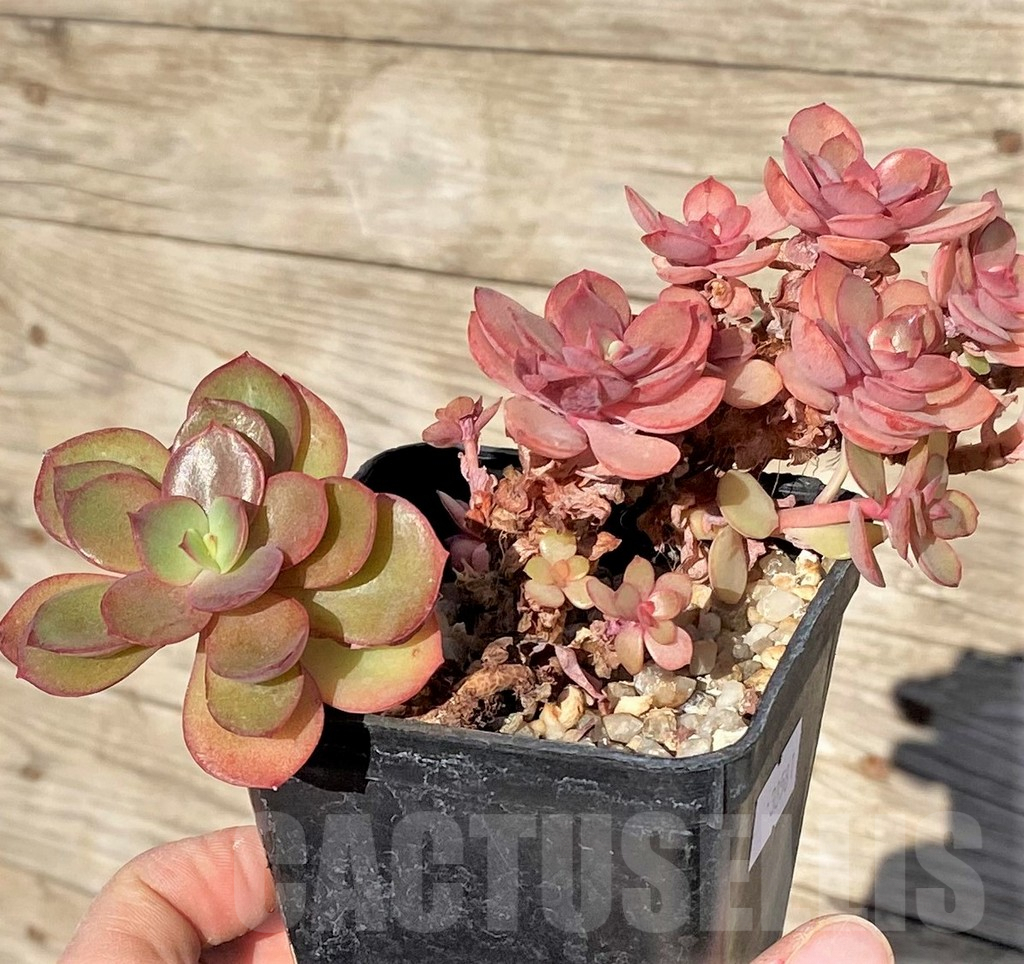 SHPR38581 Echeveria 'Suyon' - 画像 (2)