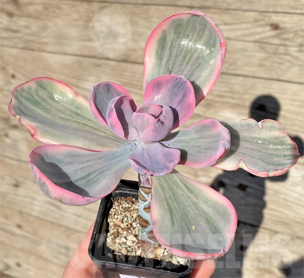 SHPR38582 Echeveria 'Pink Angel' - 画像 (3)