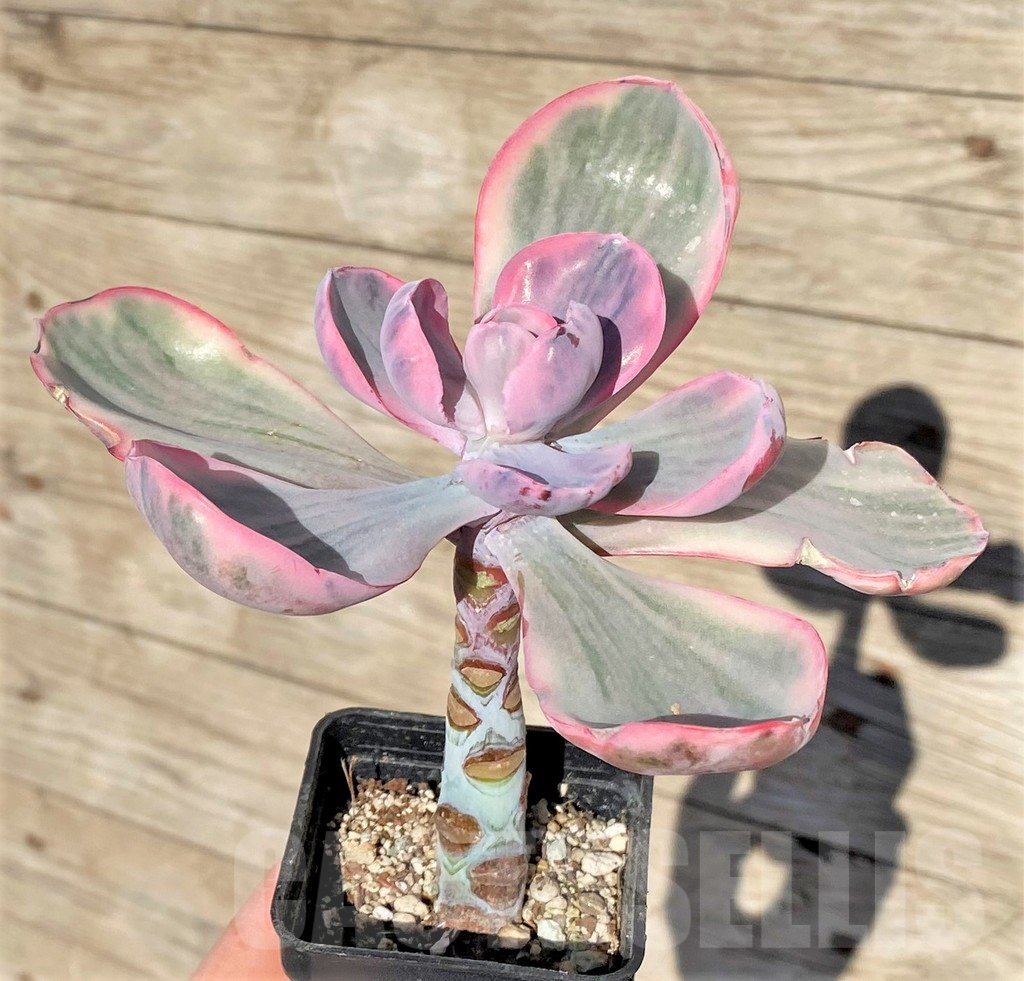 SHPR38582 Echeveria 'Pink Angel' - 画像 (2)